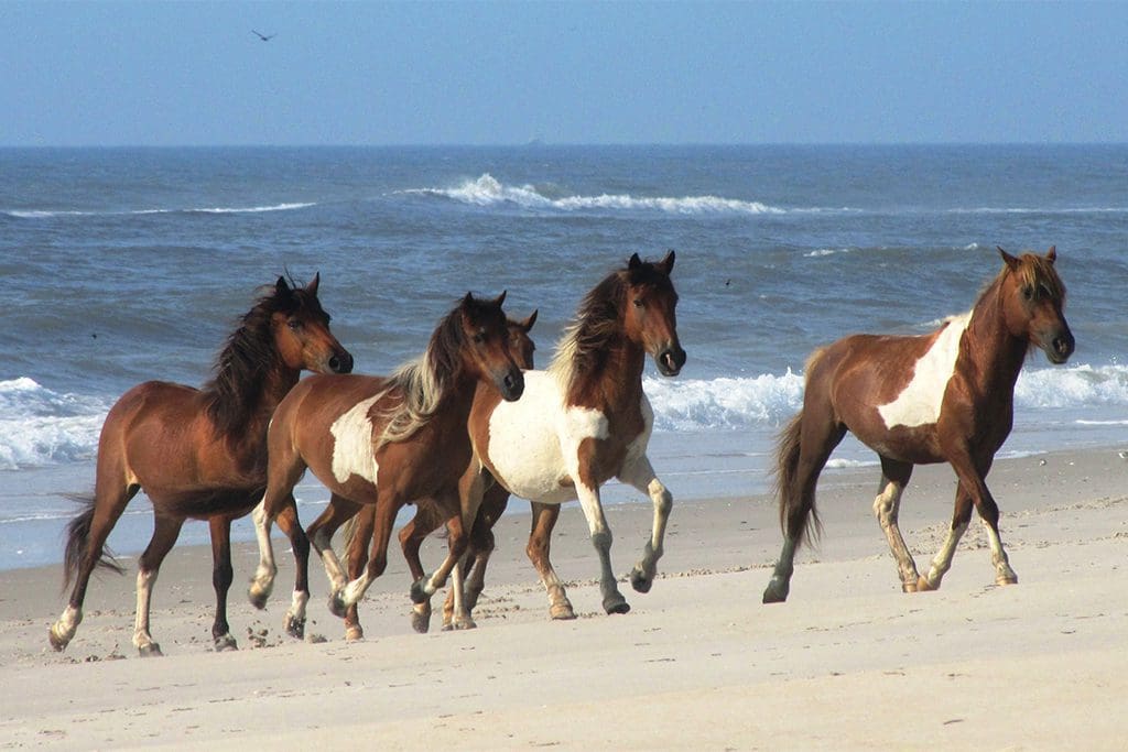 Assateague-horses-beach