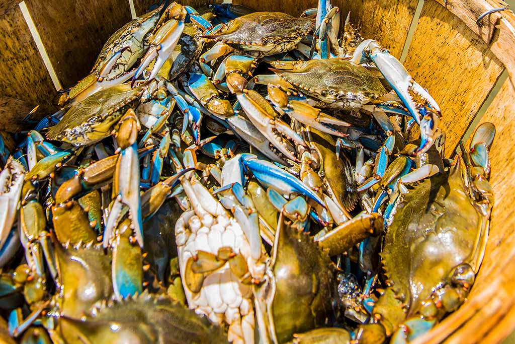 thumbnail image 2 of CIT Hand Painted 3D Maryland Blue Crabs – Set Of 3 – 6" Wall Hanging – Poly Resin Nautical Decor 2 of 4
