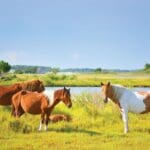 horses near marsh
