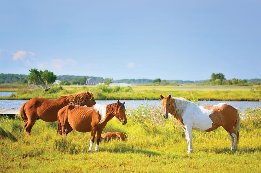 horses near marsh