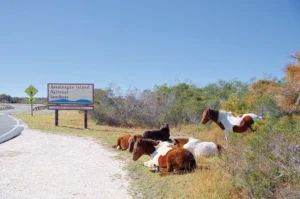 Assateague Island ponies