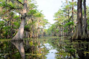 A shot of a beautiful, pristine swamp in hazy evening light
